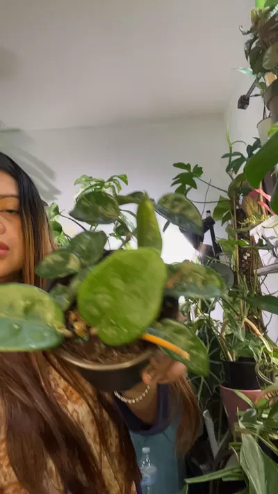 plant/hoya krinklet-0-thumbnail