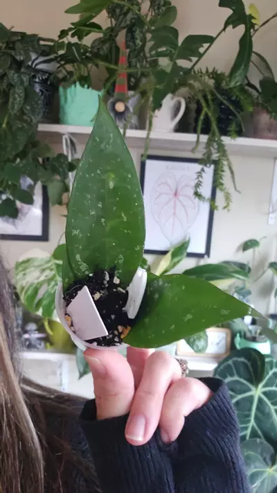 plant/black margin-0-thumbnail