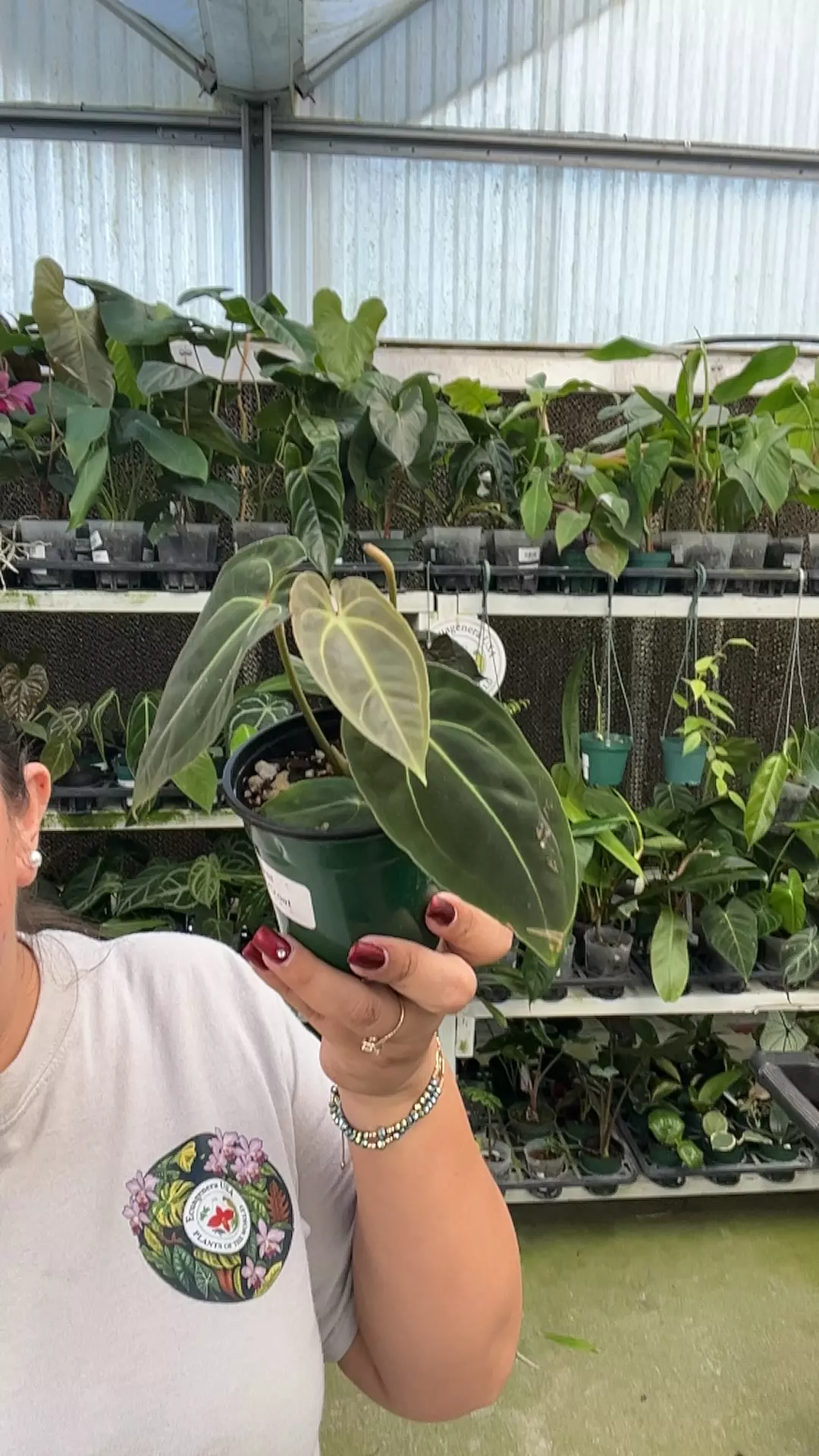 plant/e546 anth tom Croat-0