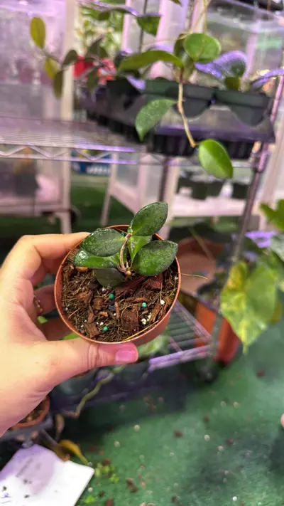 plant/Hoya burtanie 1667-0-thumbnail