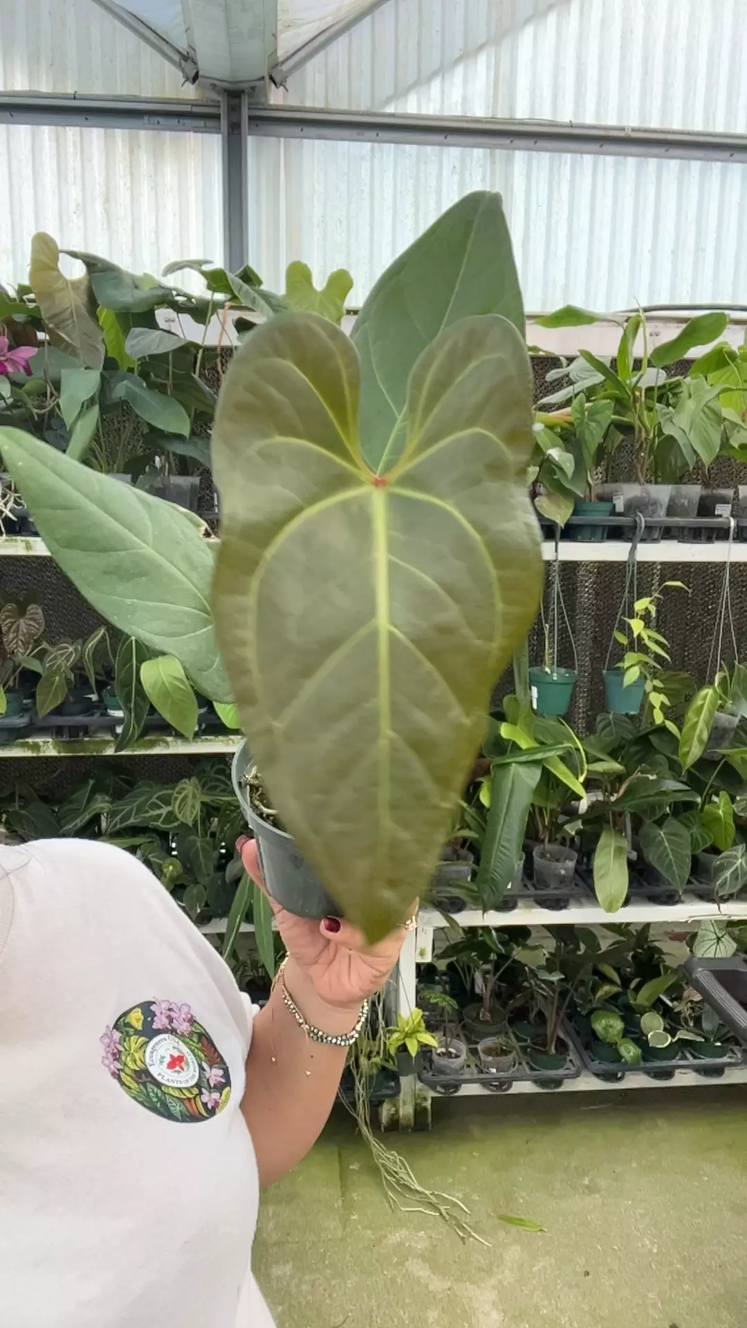 plant/e547 anth insigne paradise x forgetii-0