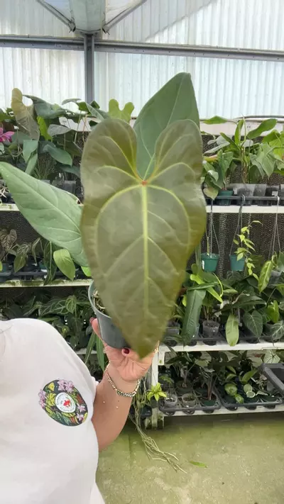 plant/e547 anth insigne paradise x forgetii-0-thumbnail