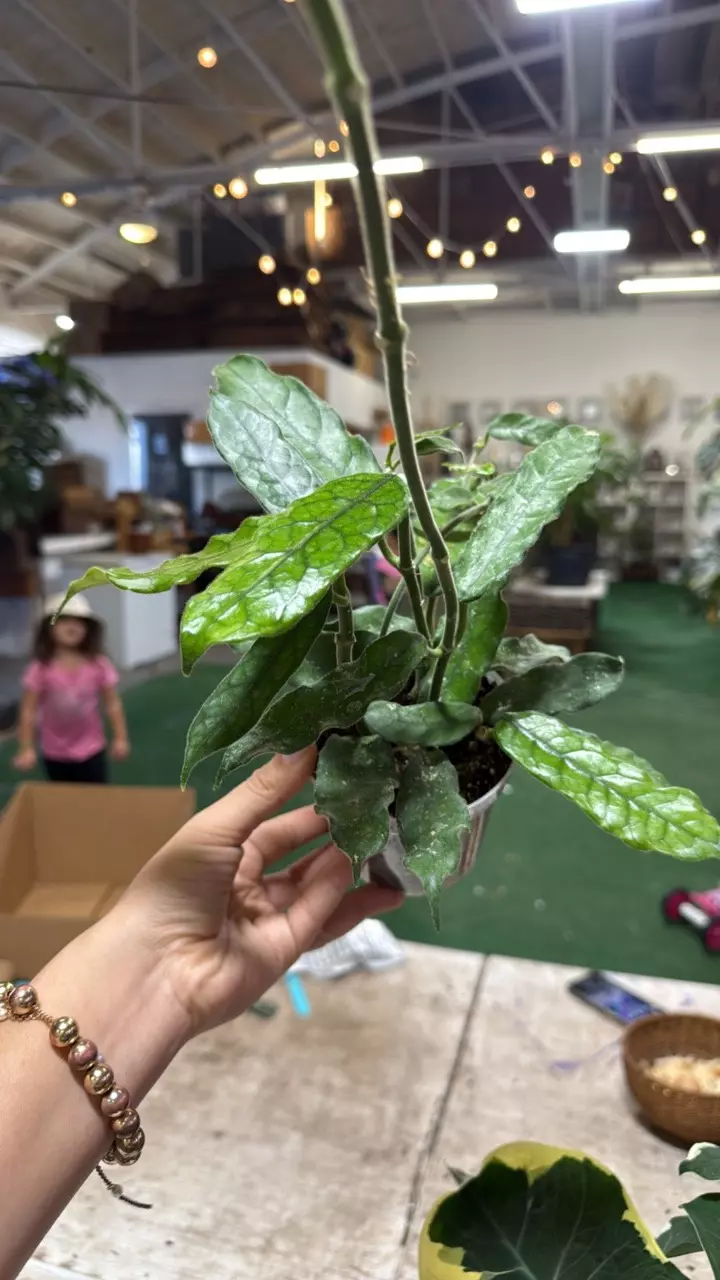 plant/1830 Hoya globulosa-0