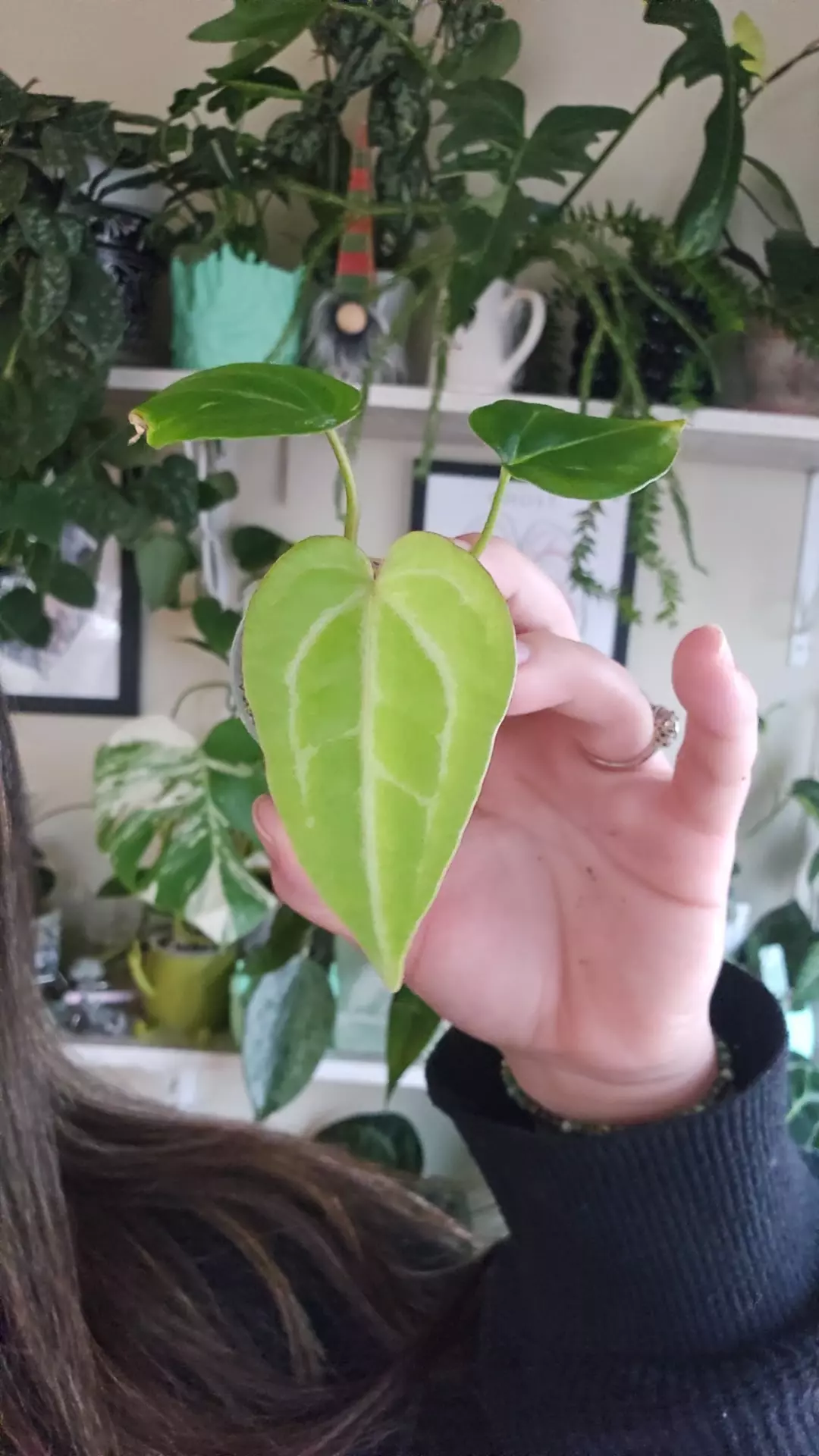 plant/pink lemonade x red spider-0