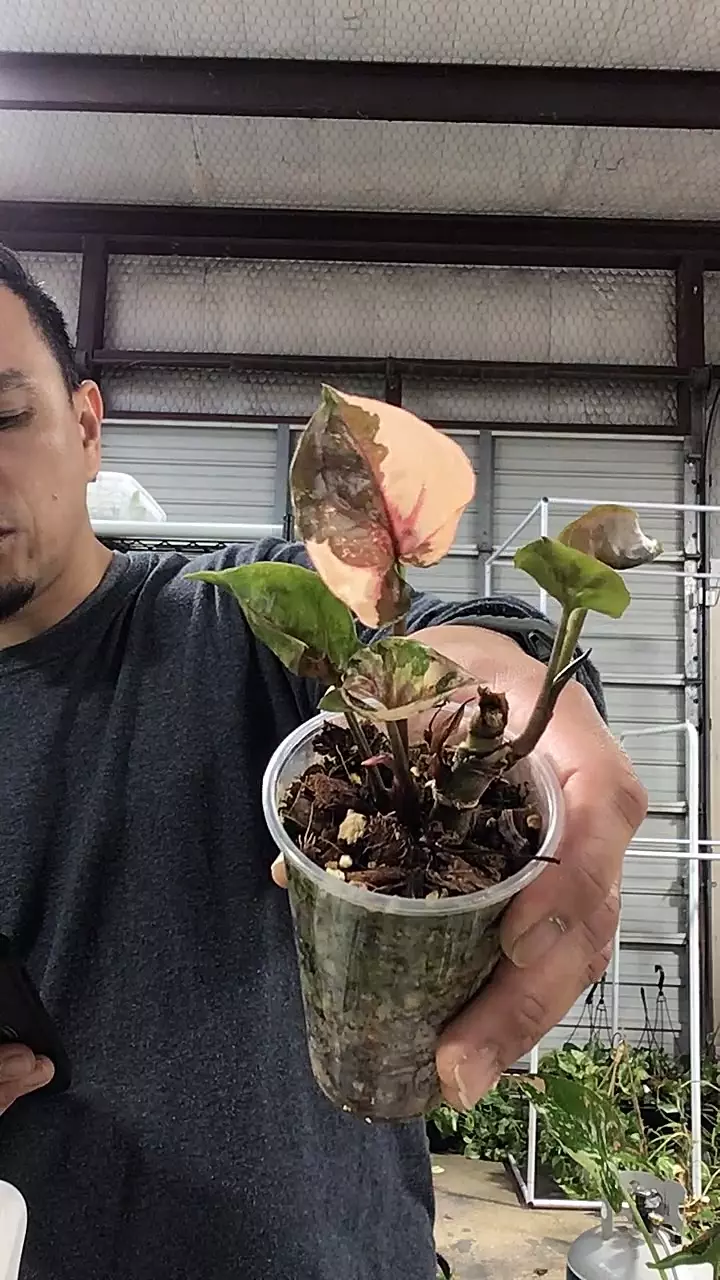 plant/3276. Syngonium Strawberry Ice Galaxy-0