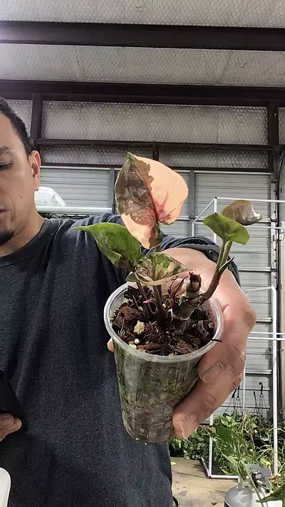 plant/3276. Syngonium Strawberry Ice Galaxy-0-thumbnail