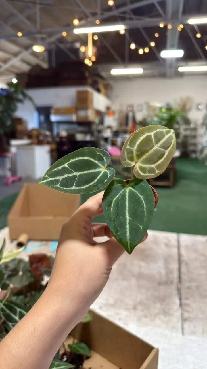 plant/1964 anthurium Michelle X crystalinum-0