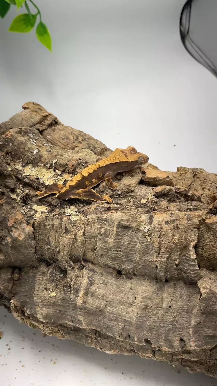 plant/no lineage pet only-0