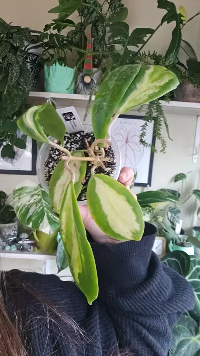 plant/incrassata moonshadow-0-thumbnail