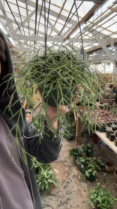 plant/H171 linearis-0-thumbnail