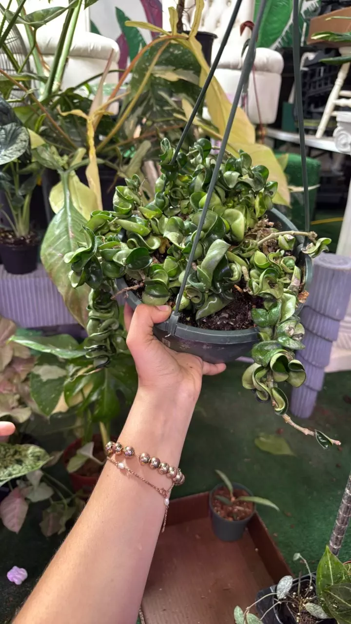 plant/1392 Hoya Hindu rope-0