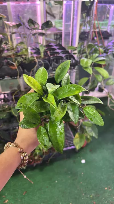 plant/1666 hoya carnosa jade-0-thumbnail