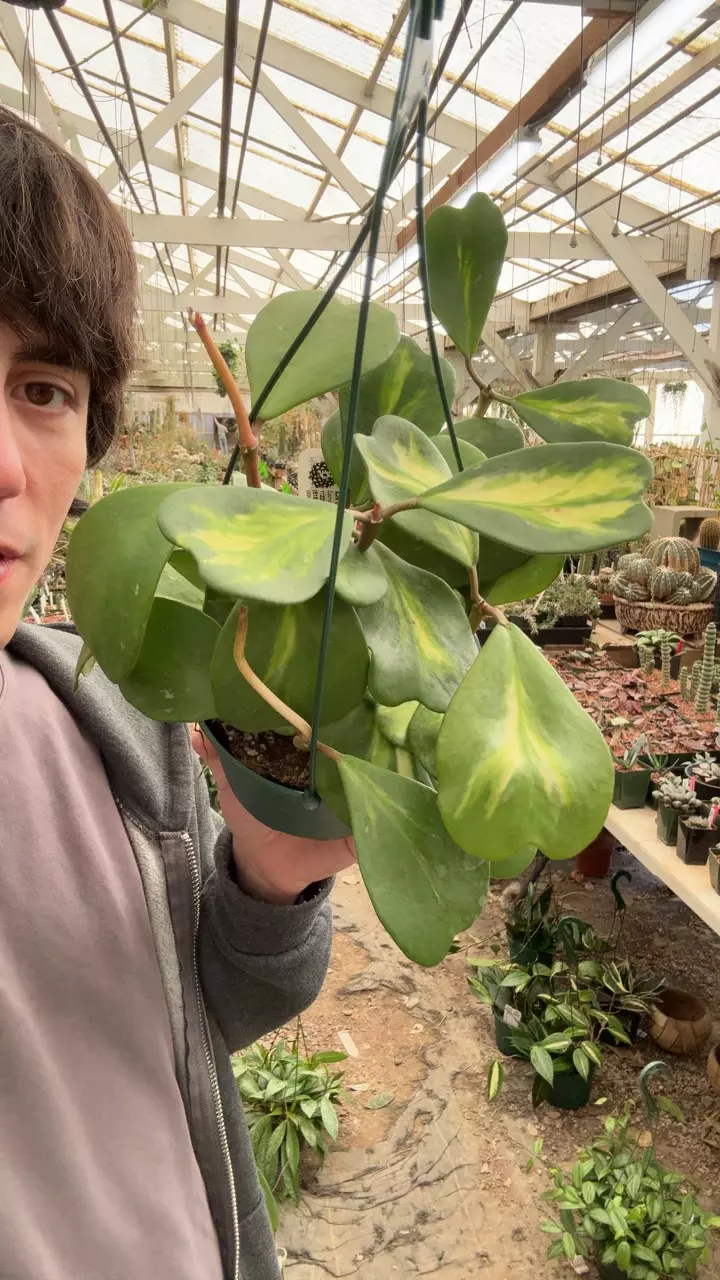 plant/H159 kerrii inner var-0