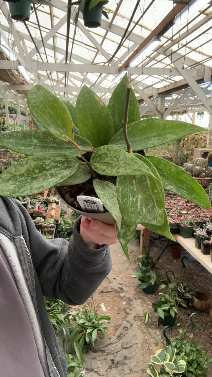 plant/H140 rangsan splash-0