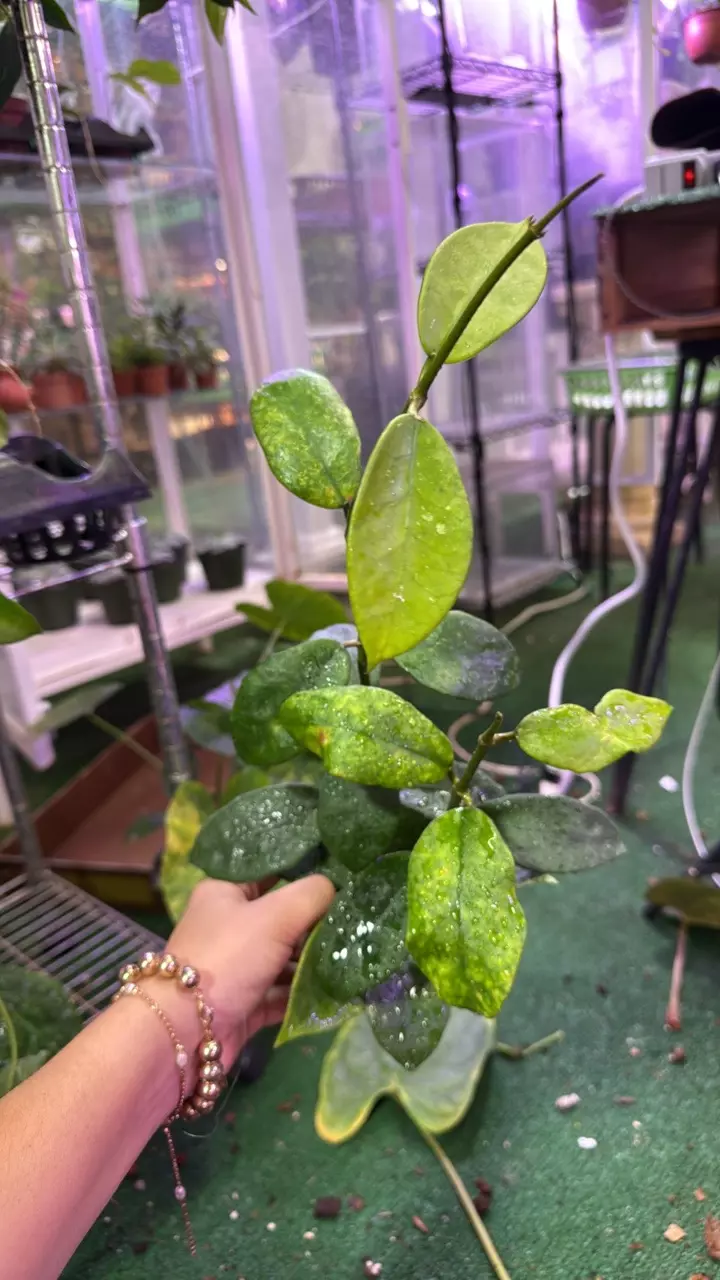 plant/1620 Hoya diversifolia-0