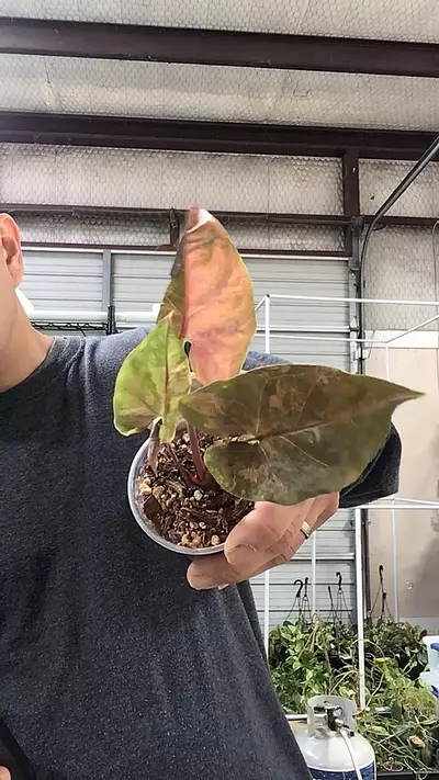 plant/3266. Syngonium Variegated Maria-0-thumbnail