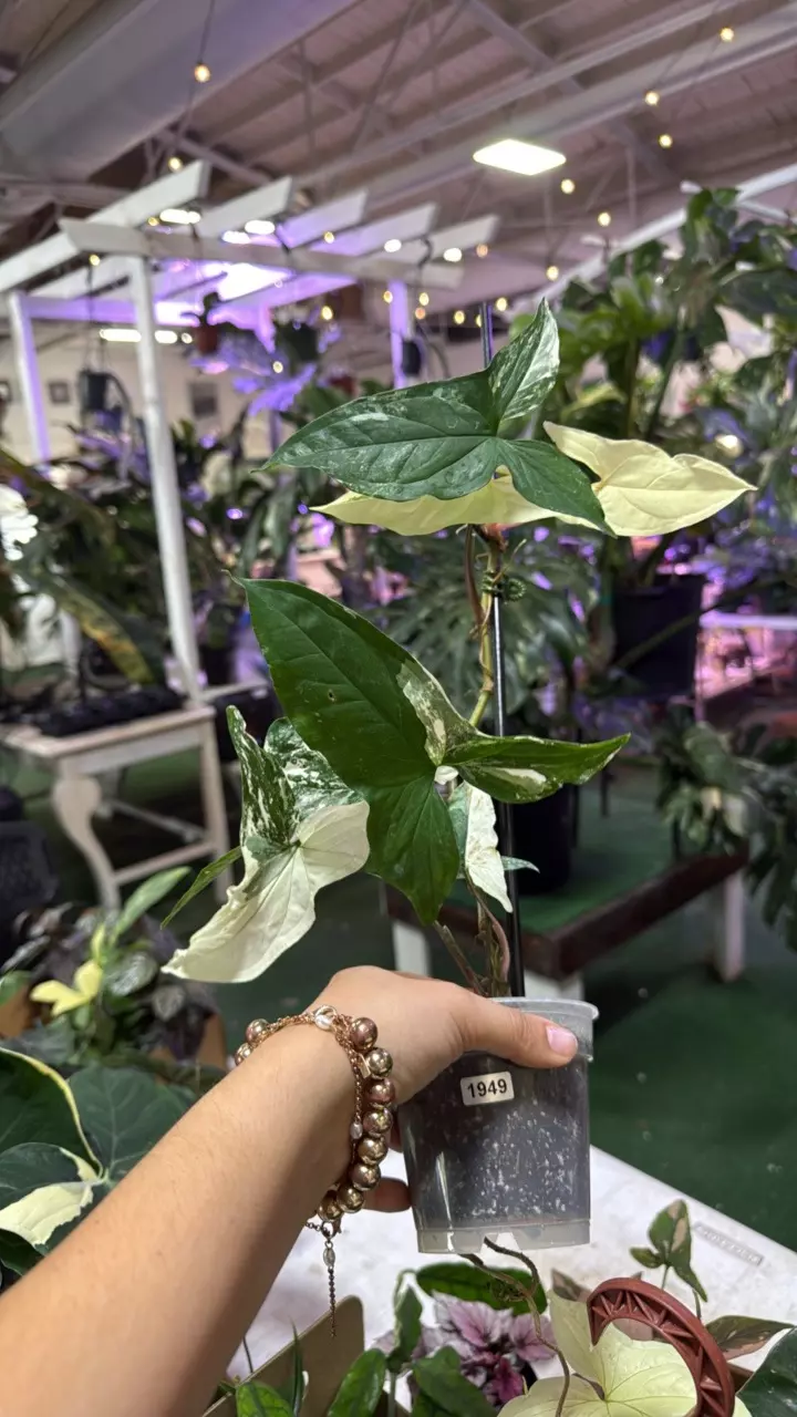 plant/1949 Sygonium albo-0