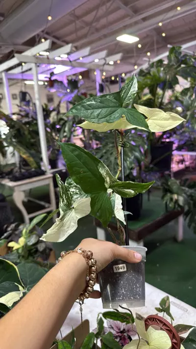 plant/1949 Sygonium albo-0-thumbnail