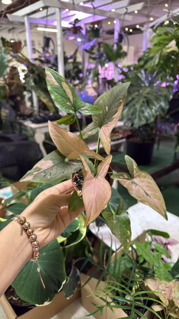 plant/1946  Sygonium pink splash-0