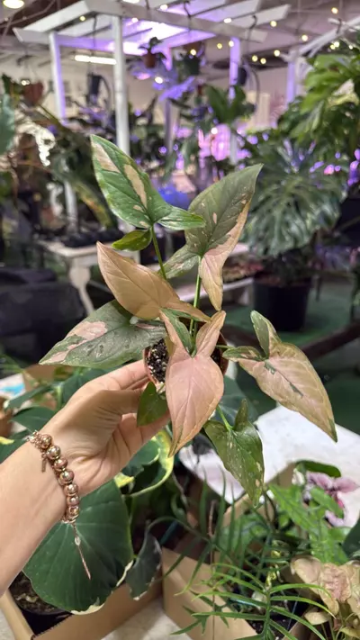 plant/1946  Sygonium pink splash-0-thumbnail