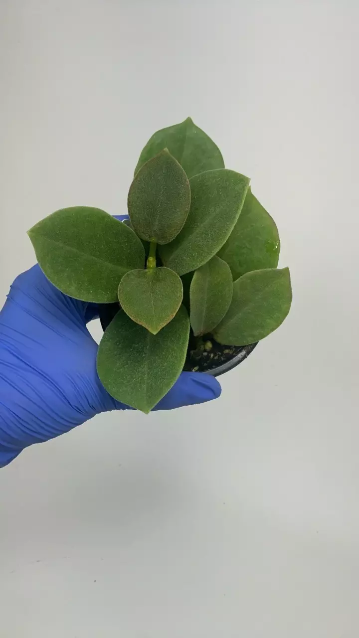 plant/PS-2916 Hoya australis ssp. keysii-0
