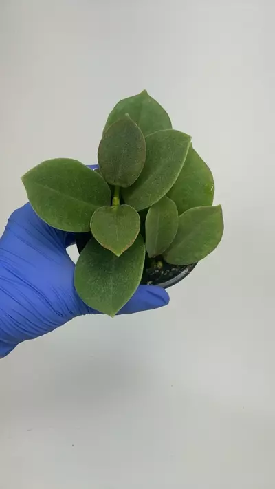 plant/PS-2916 Hoya australis ssp. keysii-0-thumbnail