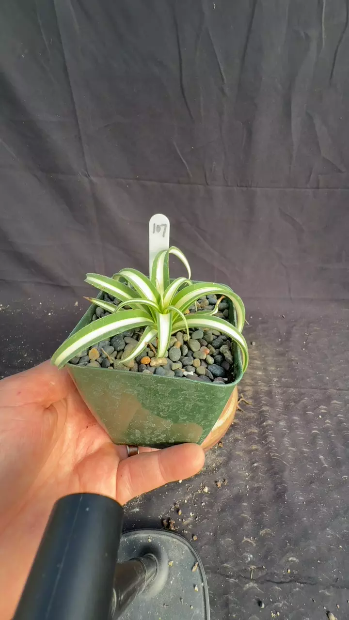 plant/a bracteosa ‘Moroccan Princess 107-0