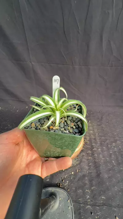 plant/a bracteosa ‘Moroccan Princess 107-0-thumbnail