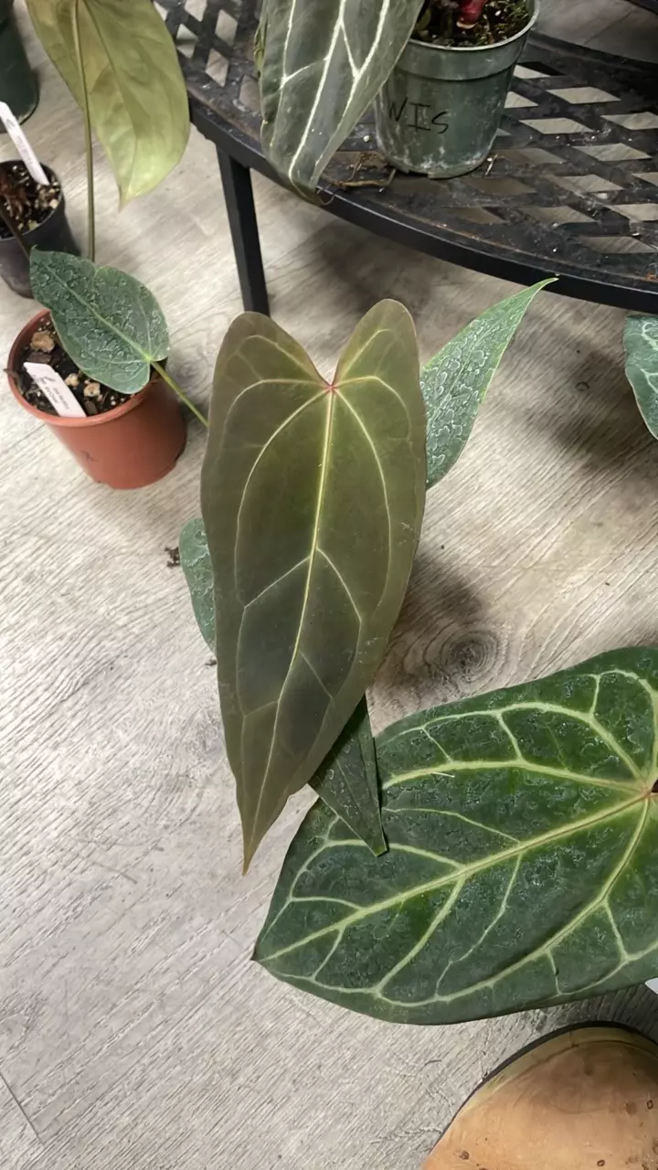 plant/A. Red Velvet Subsig. x SG Red Crystal - 5” - (WSX*)-0