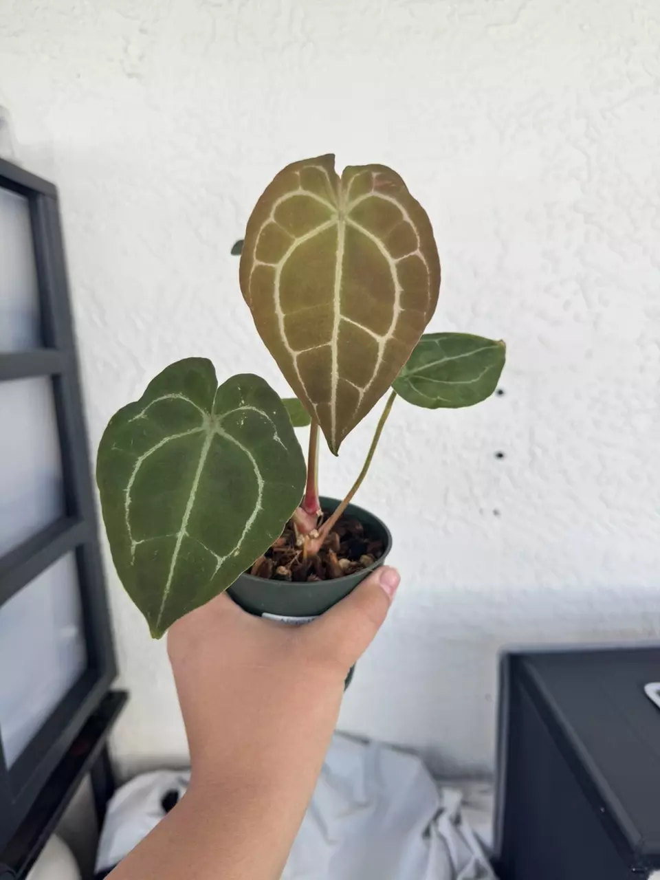 plant/A Forgetti x AOS x Black Crystal x Magnificent-0