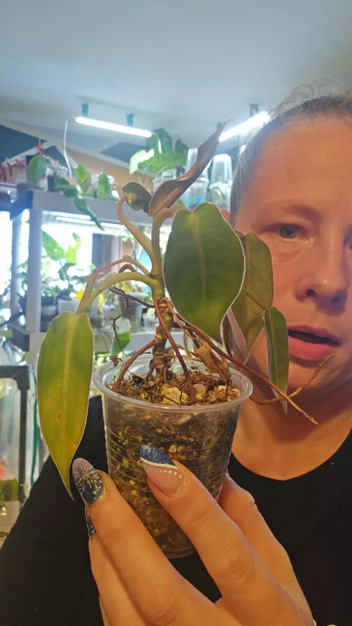 plant/spiritus Sancti-0