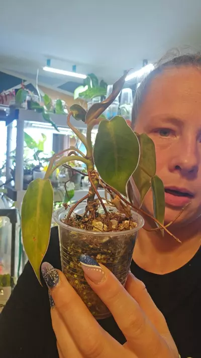 plant/spiritus Sancti-0-thumbnail