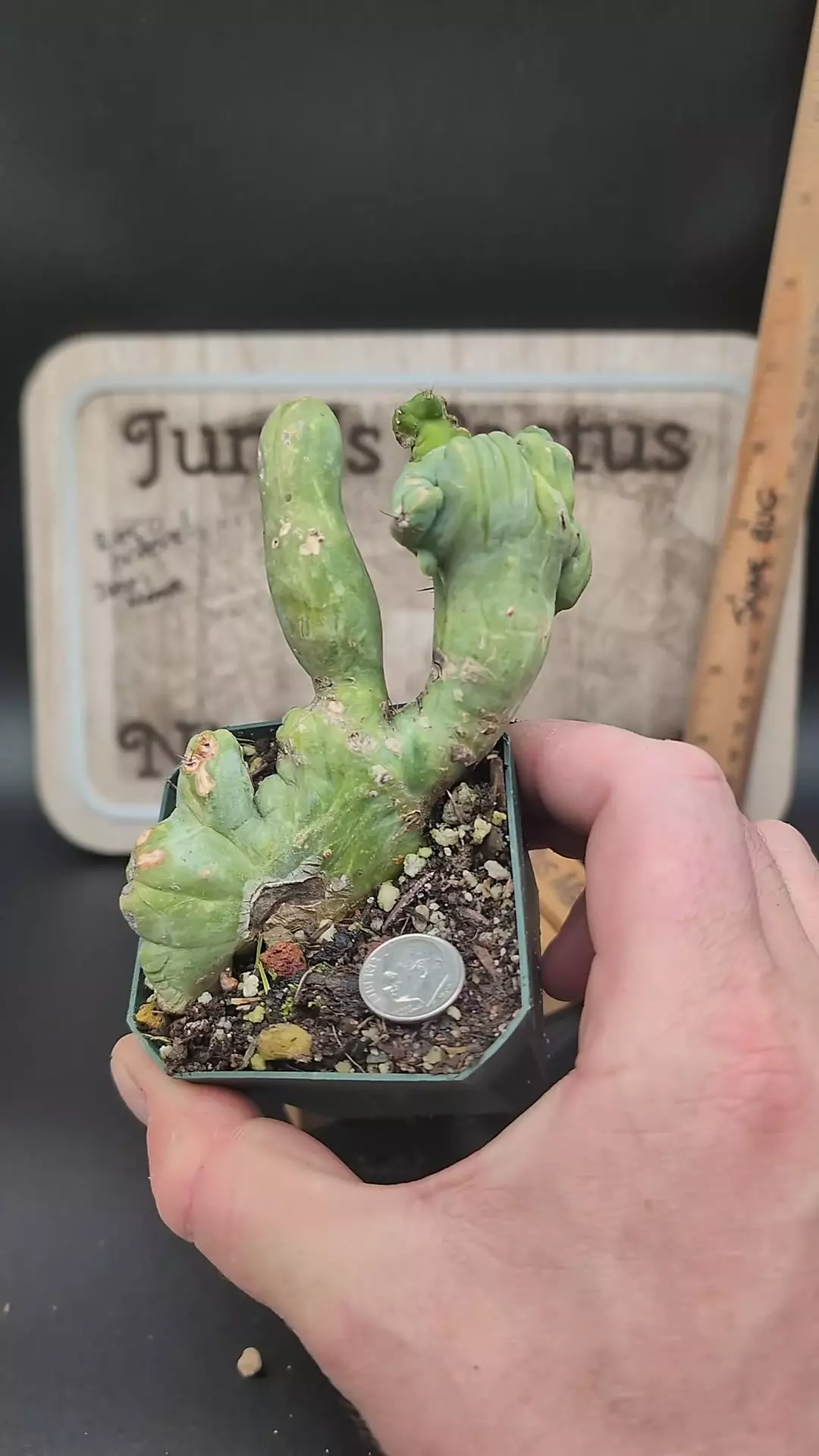 plant/m17 crested peen cactus 5" wide-0