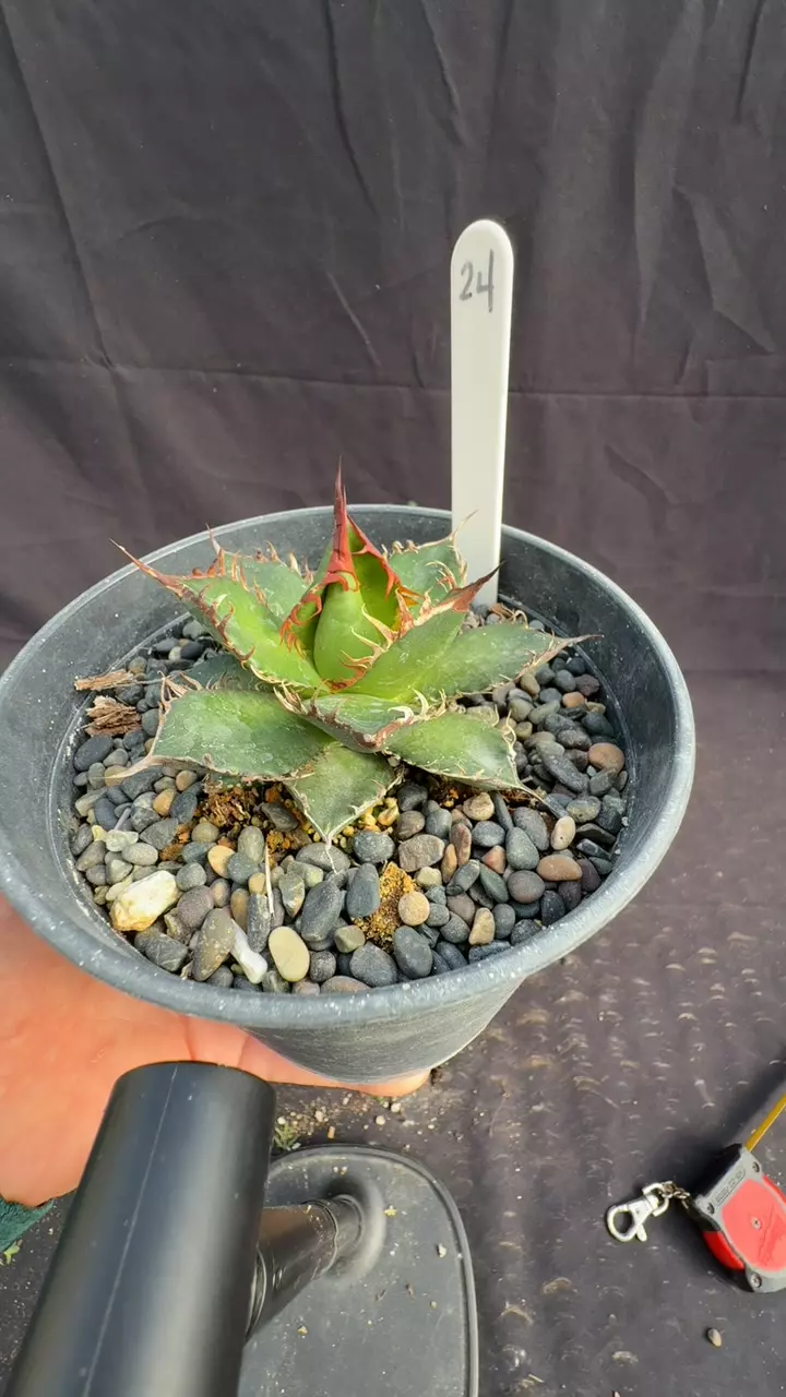 plant/a horrida x oteroi-0