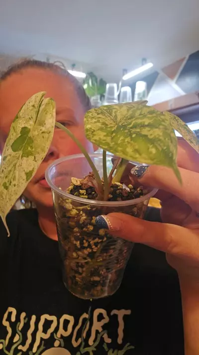 plant/dragon scale mint pup-0-thumbnail