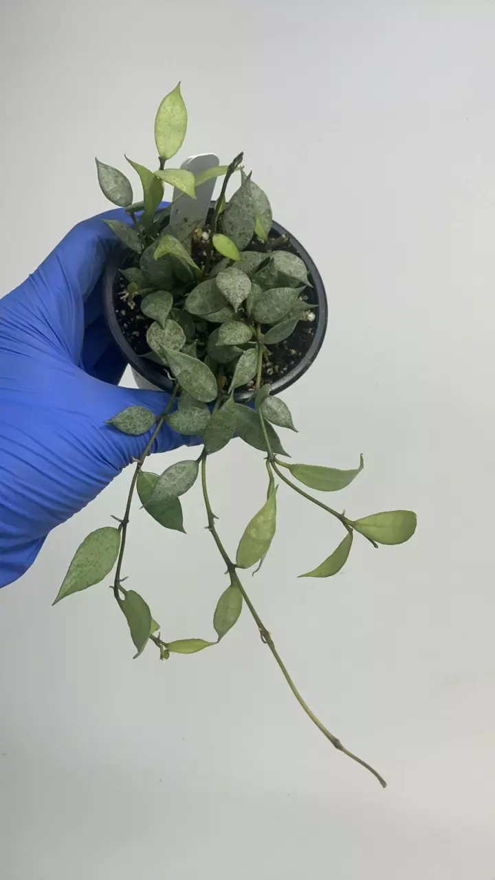 plant/PS-2925 Hoya lacunosa ‘White Pearl’-0