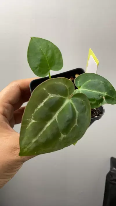 plant/3040 Michelle x self-0-thumbnail