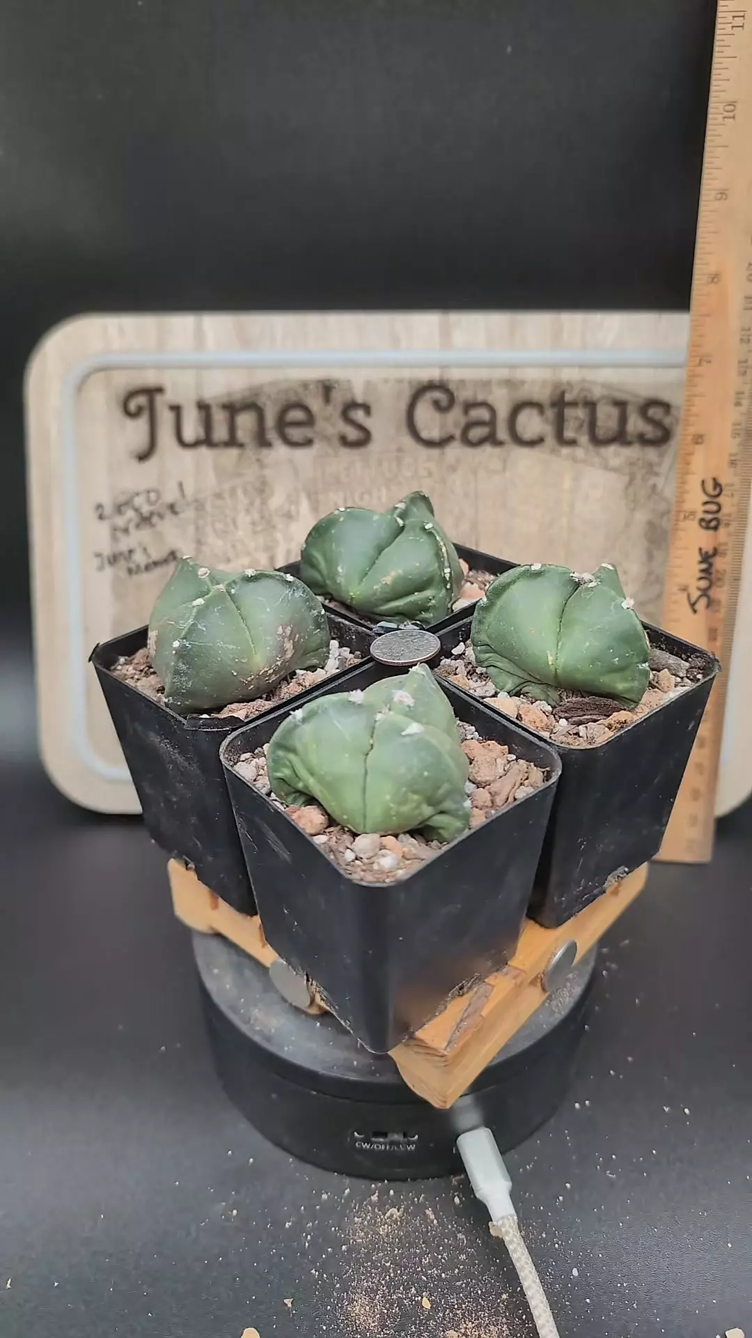 plant/m20 3-ribbed Astro myrio 2.25" pots gc-0