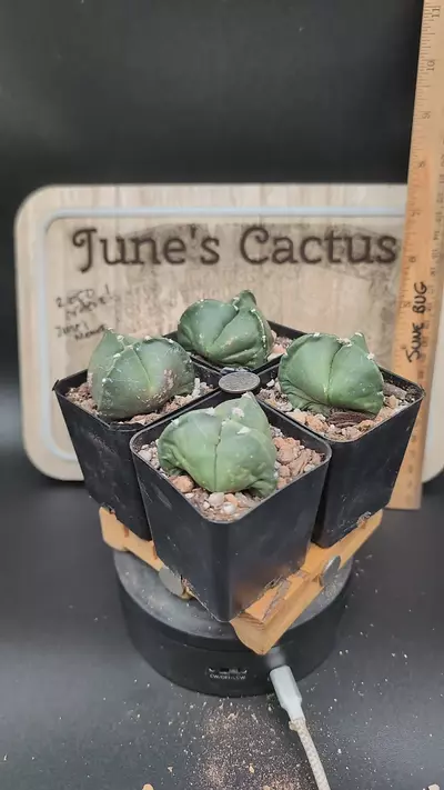 plant/m20 3-ribbed Astro myrio 2.25" pots gc-0-thumbnail