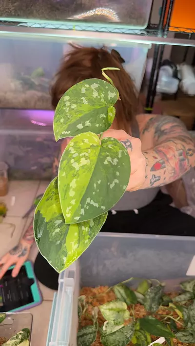 plant/sentarum-0-thumbnail