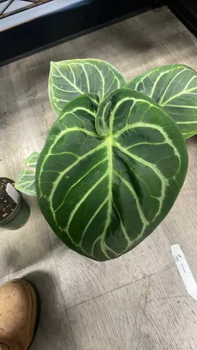 plant/A. Doryaki - 6” - (OLE)-0-thumbnail