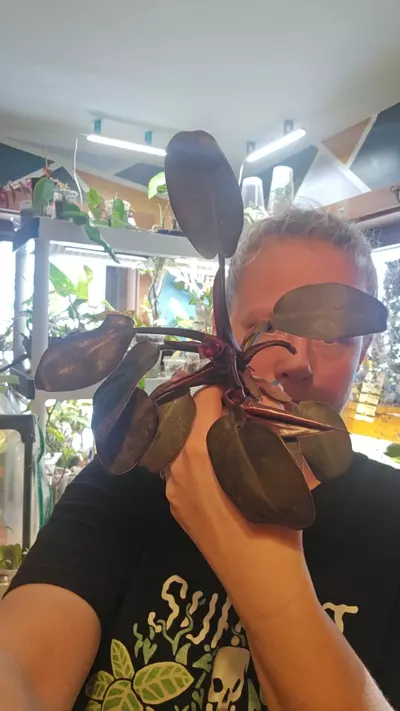 plant/variegated black cardinal revert-0-thumbnail