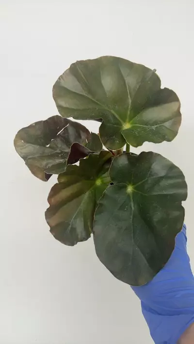 plant/PS-2930 Begonia ‘Alice Faye'-0-thumbnail