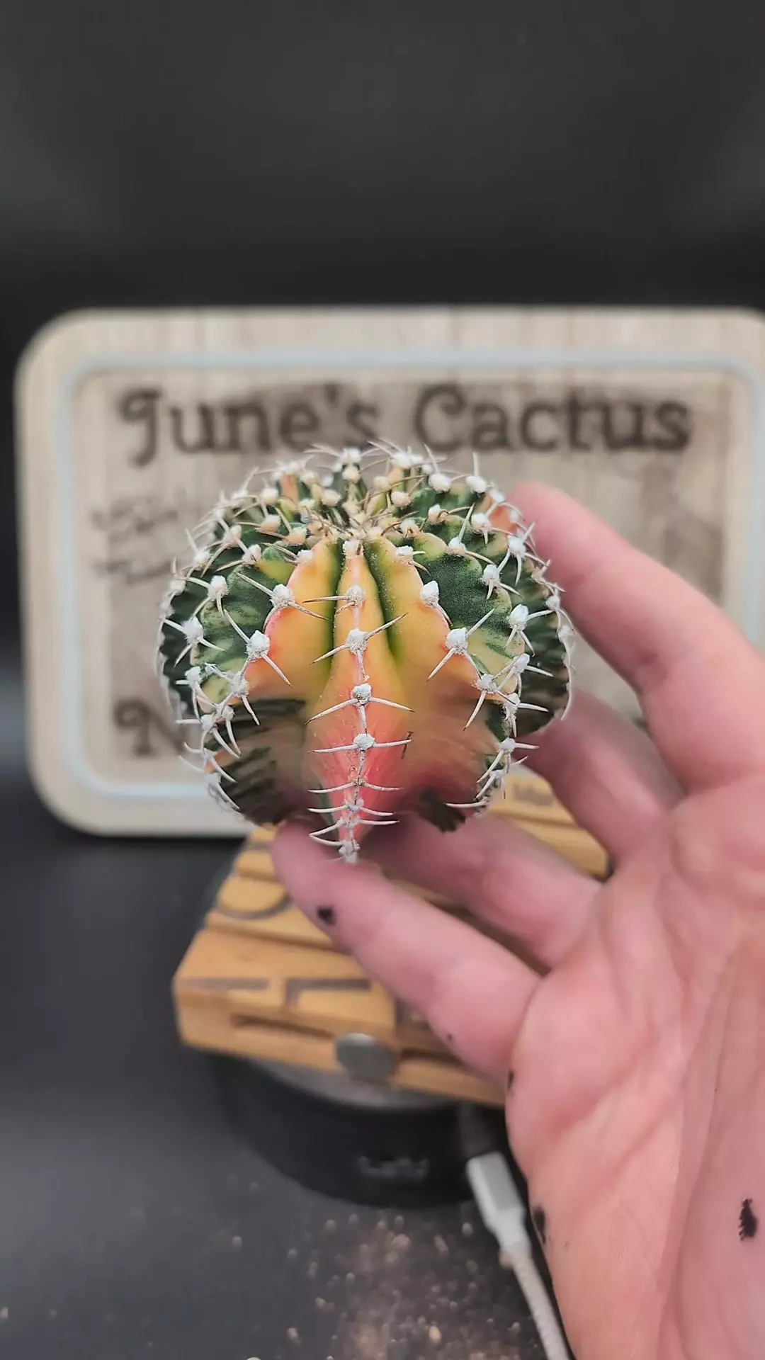 plant/m22 vari gymno lb2178 3.25" wide-0