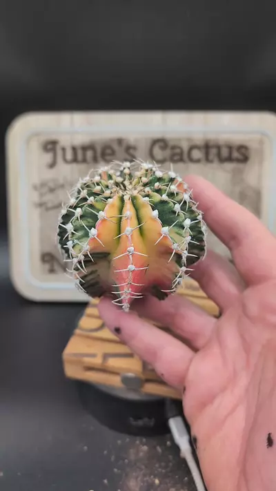 plant/m22 vari gymno lb2178 3.25" wide-0-thumbnail