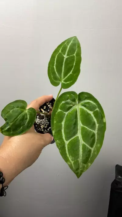 plant/3007 Doc block pap-0-thumbnail