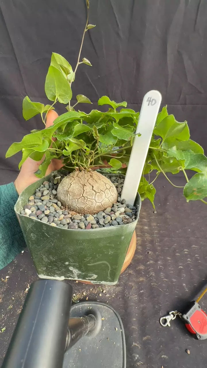 plant/d elephantipes 40-0