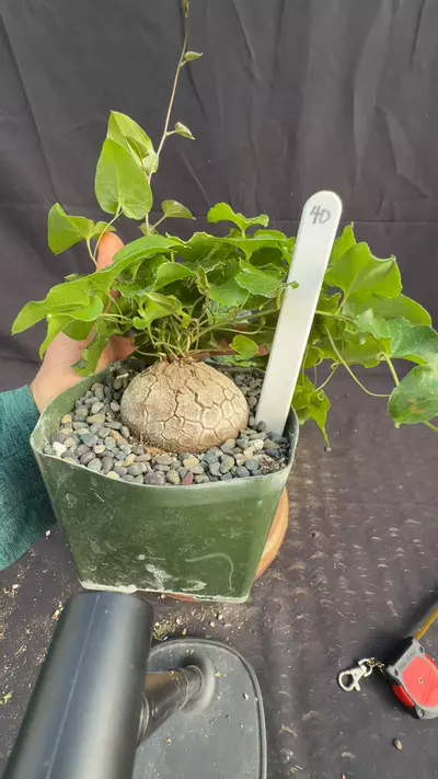 plant/d elephantipes 40-0-thumbnail