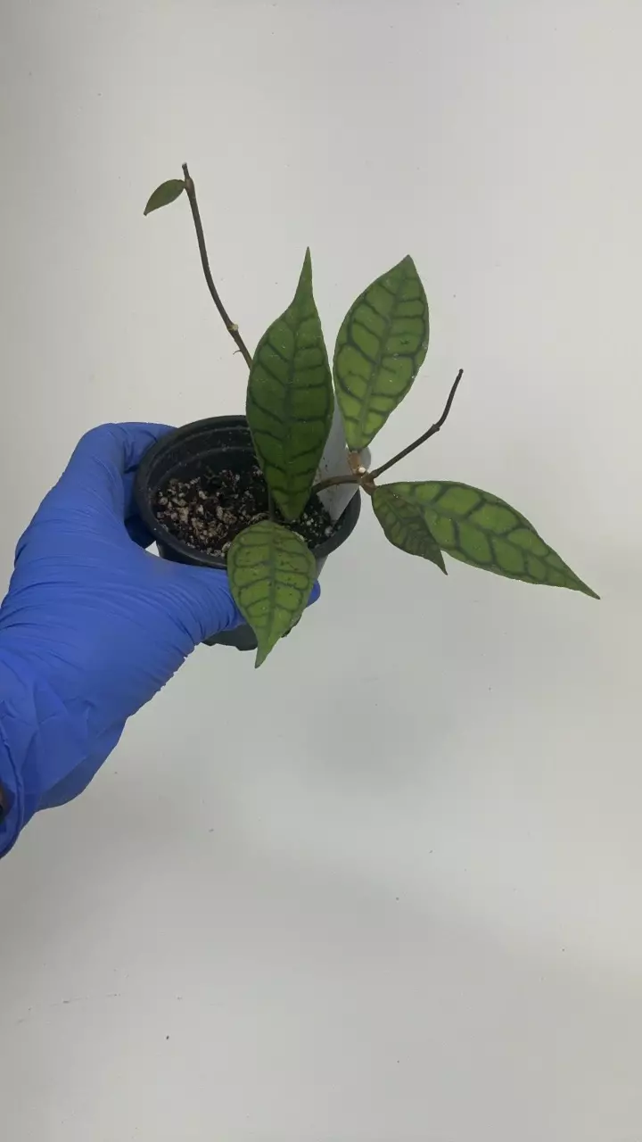 plant/PS-2915 Hoya callistophylla-0