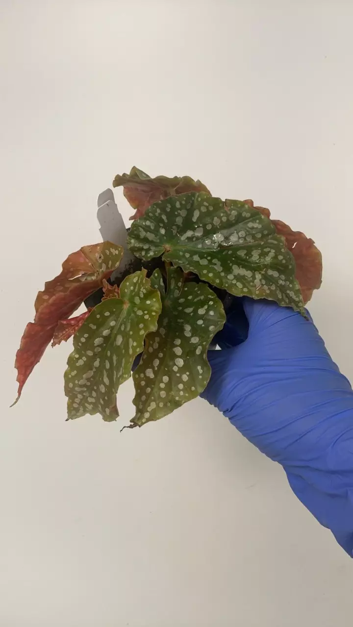 plant/PS-2927 Begonia ‘Tom Ment'-0